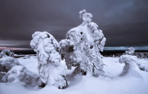 Picture winter, trees, landscape, nature, snow, Murmansk oblast, The Arctic