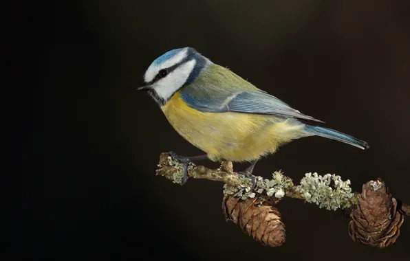 The dark background, bird, branch, bumps, tit