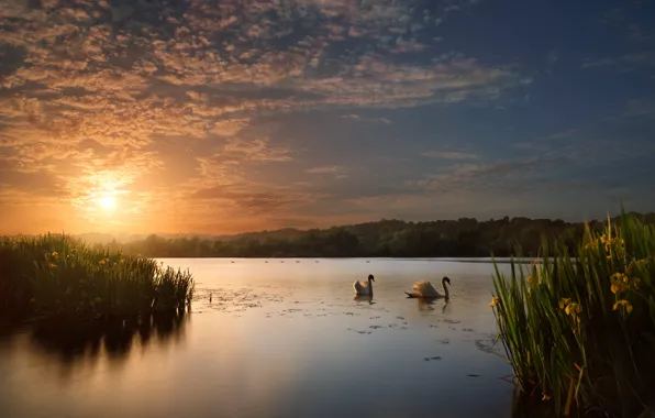 The sky, water, the sun, clouds, trees, landscape, sunset, flowers