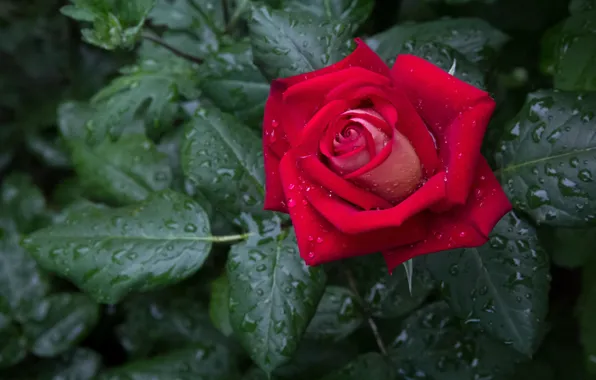 Picture leaves, drops, red, roses, garden, after the rain, buds
