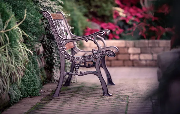 Leaves, bench, nature, the fence, fence, shop, shop, the bushes