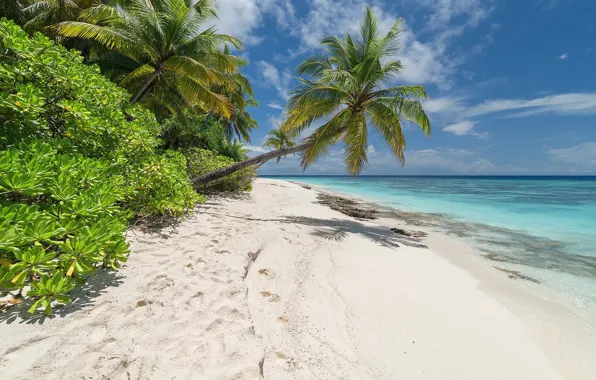 Picture sea, beach, tropics, palm trees