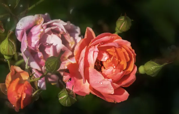Drops, flowers, the dark background, pink, rose, roses, orange, branch