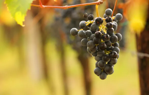 Autumn, leaves, berries, background, black, food, branch, harvest