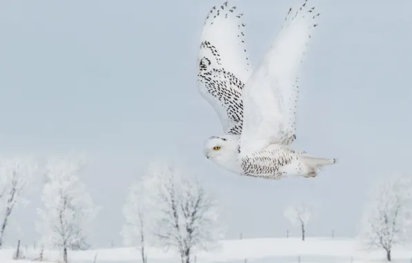 Winter, frost, the sky, snow, trees, flight, owl, bird