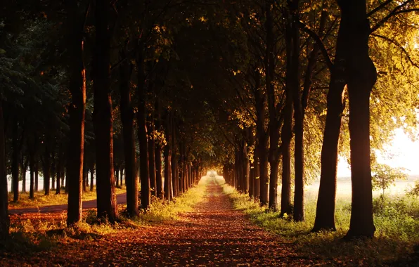 Picture autumn, trees, trail, the evening, alley