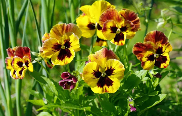 Pansy, motley, viola