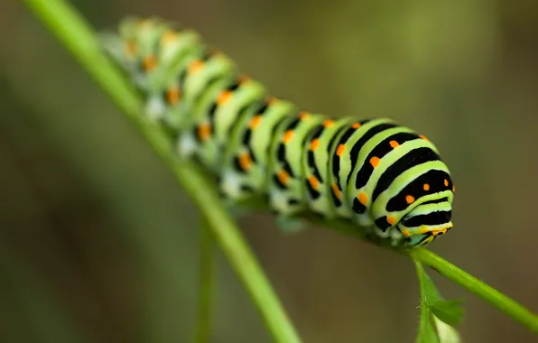 Picture macro, caterpillar, branch, swallowtail