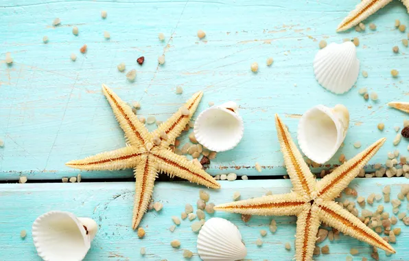 Shell, starfish, wood, marine, still life, starfish, seashells
