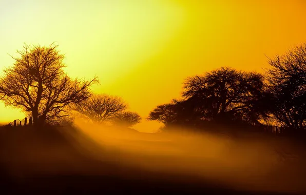 The sky, light, trees, sunset, fog