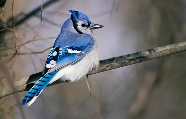 Branches, nature, bird, feathers