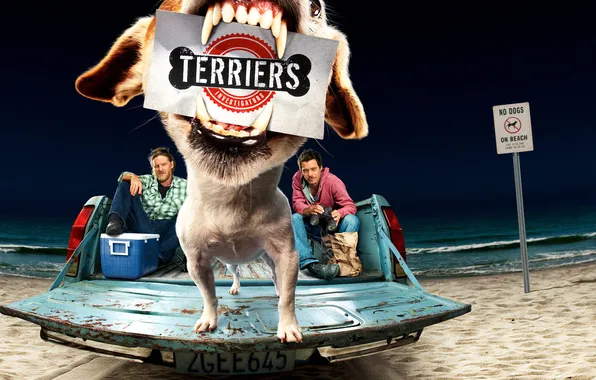 Beach, dogs, terriers