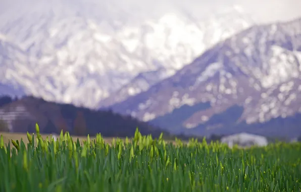 Picture grass, snow, mountains, lawn, tops, focus