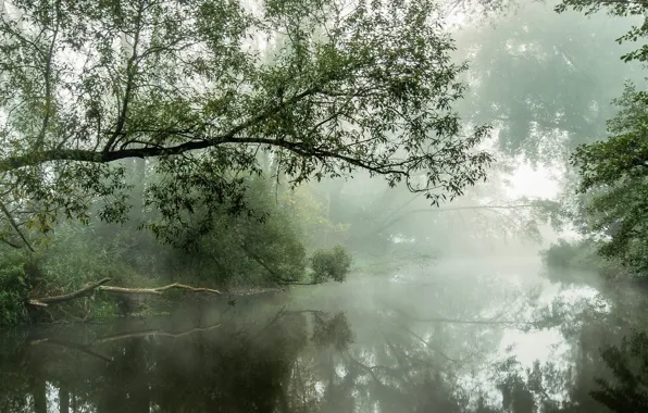 Forest, nature, fog, river, morning, atmosphere, shrubs, daylight