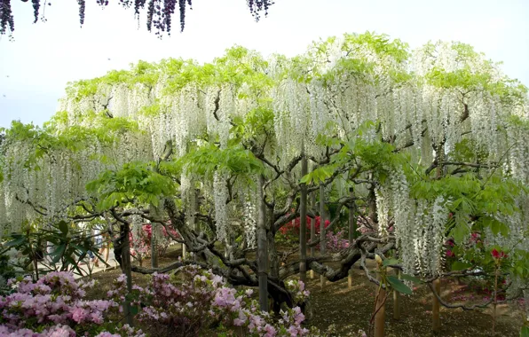Flowers, tree, Wisteria