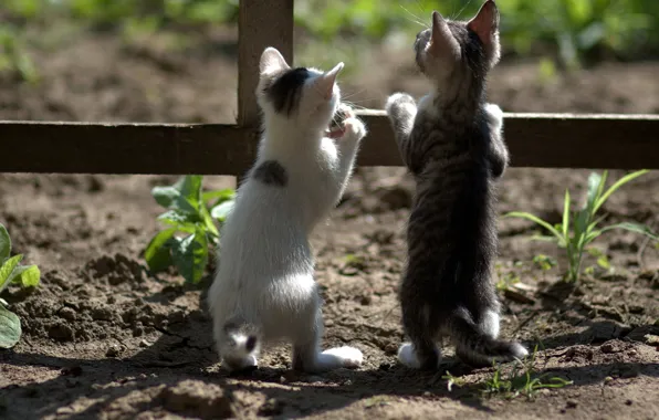 Picture the fence, curiosity, on hind legs, two kittens