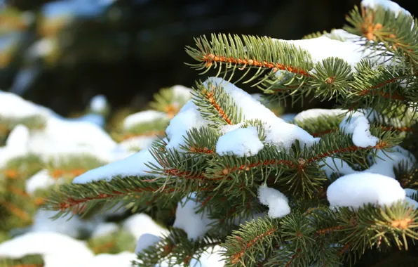 Snow, needles, spruce