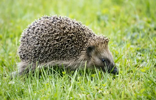 Grass, look, glade, muzzle, hedgehog, walk, hedgehog, hedgehog