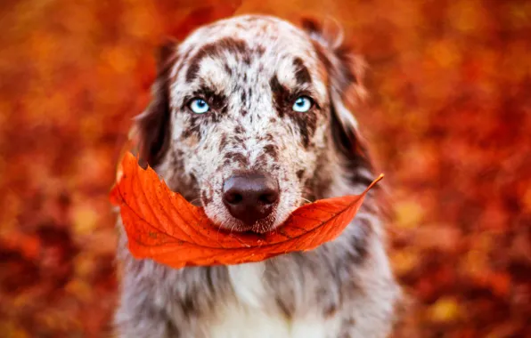 Autumn, eyes, look, face, branches, background, paint, foliage
