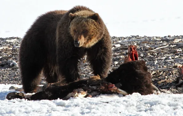 Picture nature, predator, close, looking, wildlife, walking, grizzly bear
