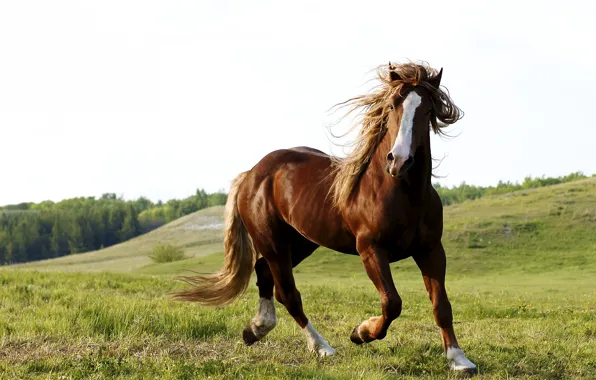 Picture nature, horse, horse