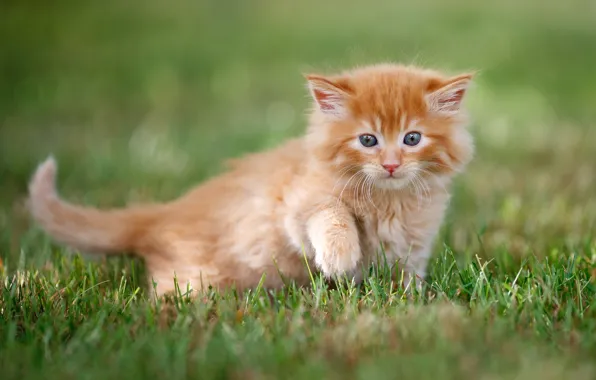 Grass, baby, red, muzzle, kitty, bokeh, foot