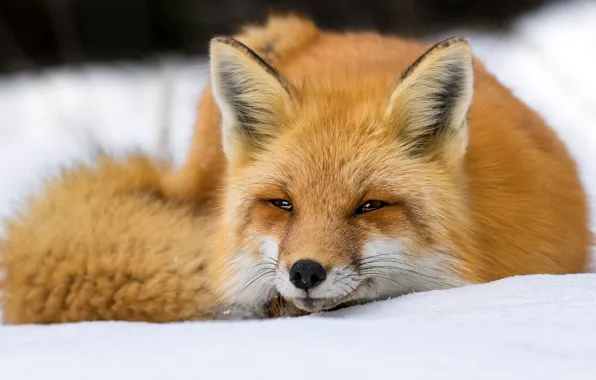 Picture winter, look, face, snow, Fox, tail, the snow, lies