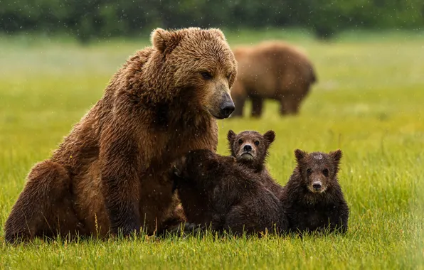Picture grass, bear, bear, family, bear