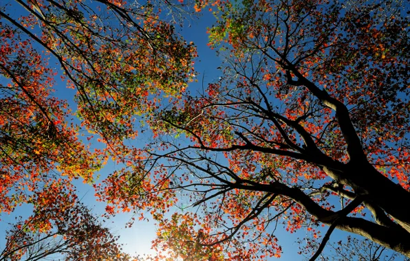 Autumn, the sky, leaves, trees