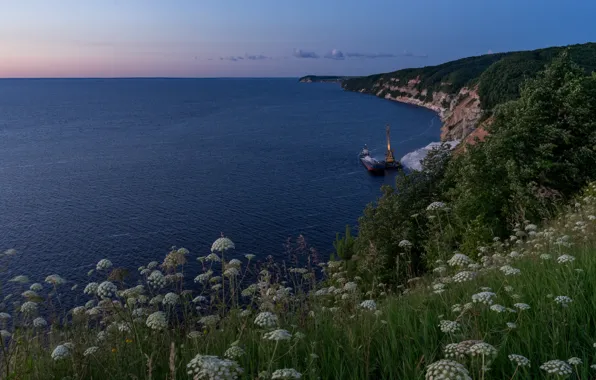 Sea, grass, landscape, nature, coast