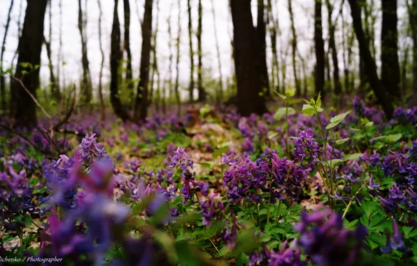 Color, nature, Ukraine