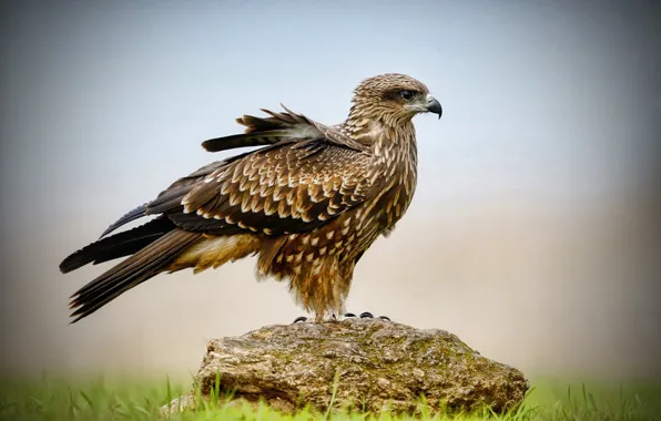 Picture bird, Wallpaper, predator, sitting