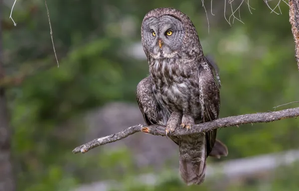 Picture branches, background, owl, bird, bitches, blurred background, owl