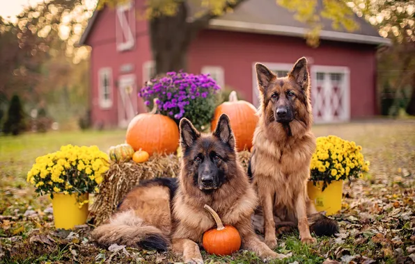 Autumn, dogs, look, flowers, nature, house, glade, dog