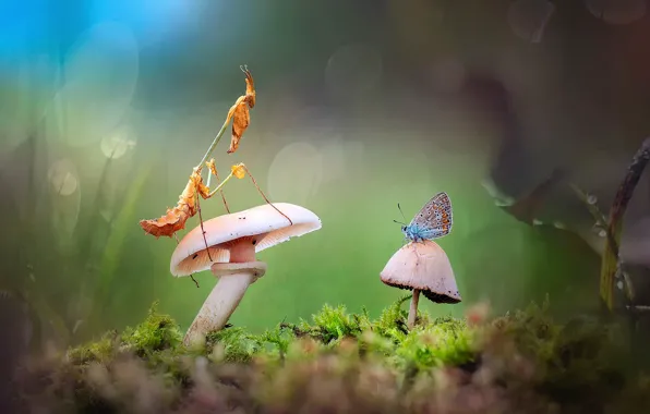 Grass, light, Rosa, butterfly, mushrooms, moss, mantis, bug