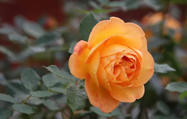 Picture leaves, flowers, orange, roses, garden, bokeh