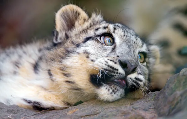 Look, face, cats, close-up, stones, kitty, portrait, baby