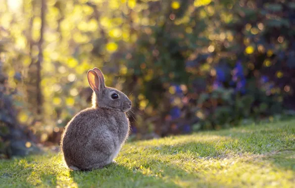 Picture nature, background, hare