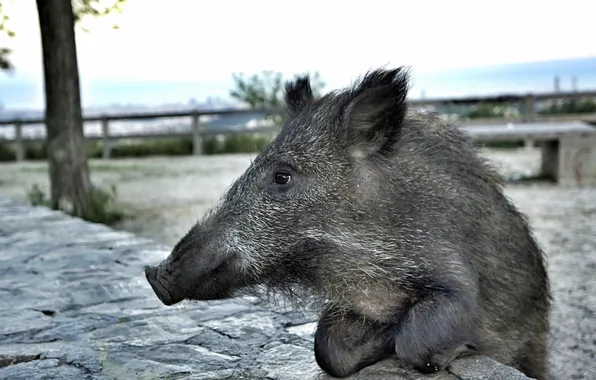 Picture background, boar, zoo