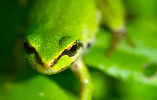 Picture macro, strip, frog, head, green