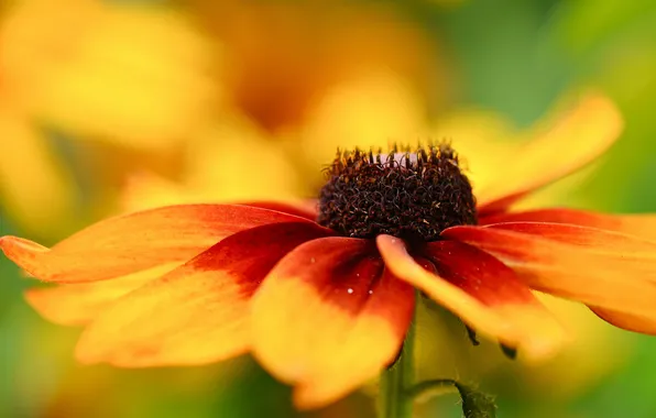 Picture flower, macro, yellow, petals