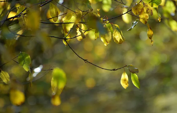 Autumn, branches, nature, foliage