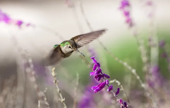 Nature, background, bird