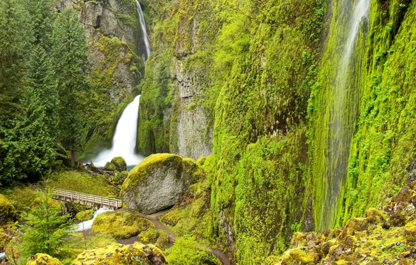 Greens, trees, stream, stones, rocks, waterfall, moss, USA