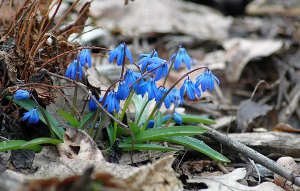 Flowers, nature, spring, Scilla