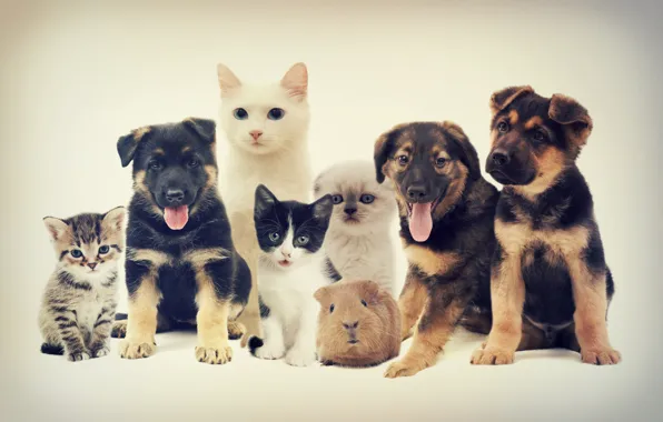 Language, cat, dogs, look, cats, pose, kitty, puppies