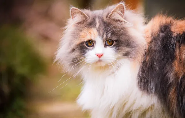 Cat, cat, look, nature, kitty, background, portrait, muzzle