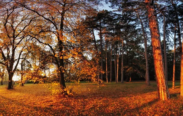 Picture autumn, the sun, trees, Park, foliage, yellow