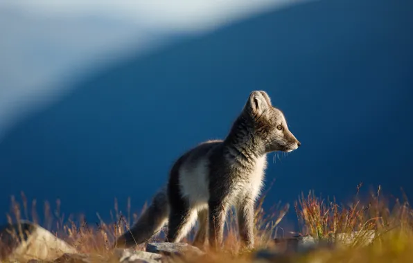 Grass, look, mountains, nature, blue, stones, grey, profile
