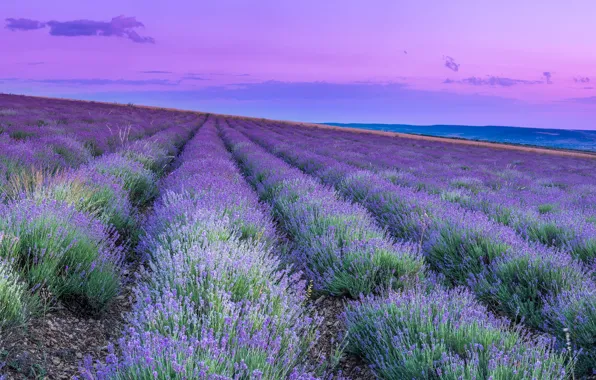 Picture field, landscape, nature, dawn, plants, morning, lavender